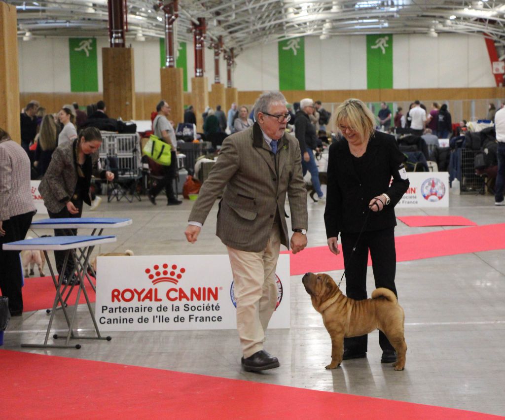 du grain de beauté - Paris Dog Show 2023