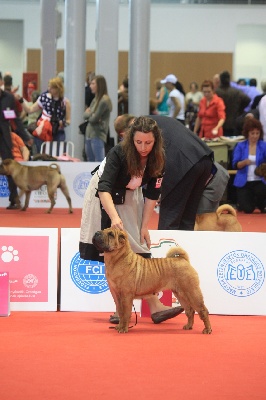 du grain de beauté - WORLD DOG SHOW :  Réserve CAC !!!!