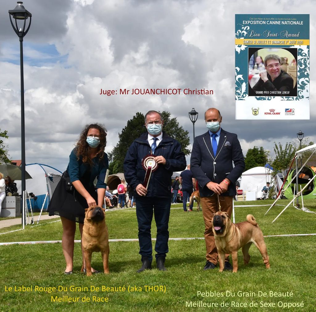 Accueil - Elevage du grain de beauté - eleveur de chiens Shar Pei