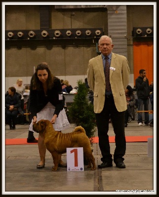 du grain de beauté - BRUSSEL DOG SHOW 2012 