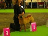  - World Dog Show et Championnat de France