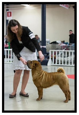 du grain de beauté - PARIS DOG SHOW 2013