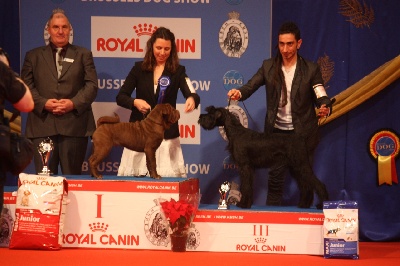 du grain de beauté - BRUSSEL DOG SHOW 2012 