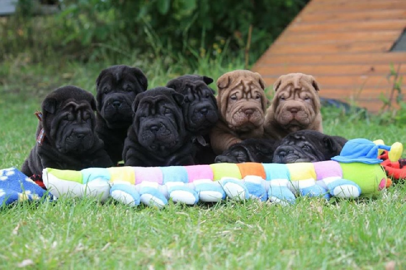 chiot Shar Pei du grain de beauté