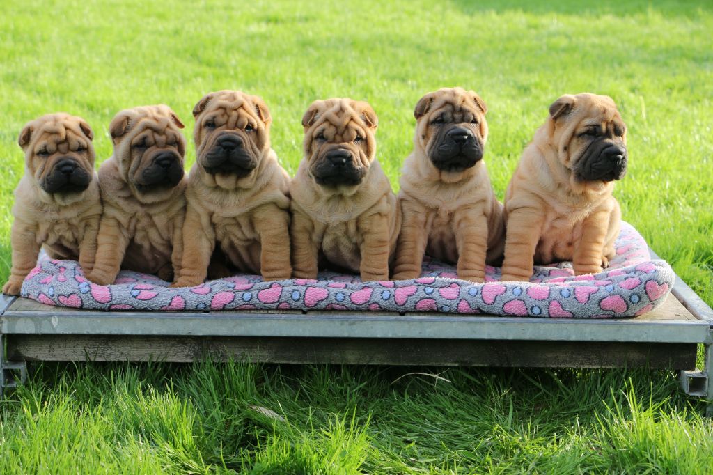 chiot Shar Pei du grain de beauté