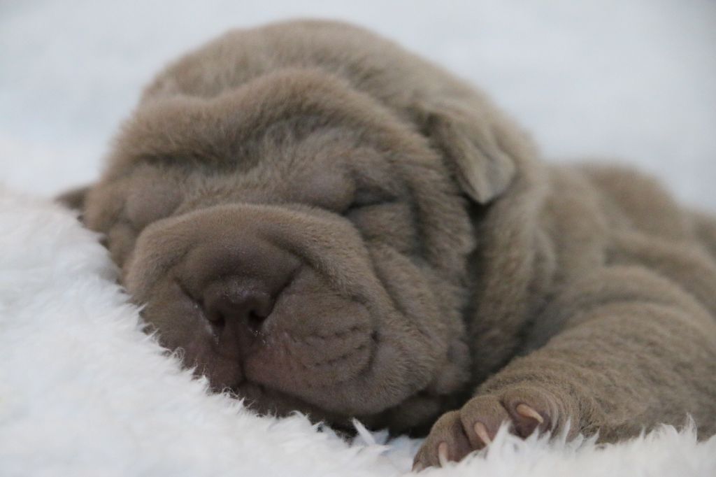 chiot Shar Pei du grain de beauté