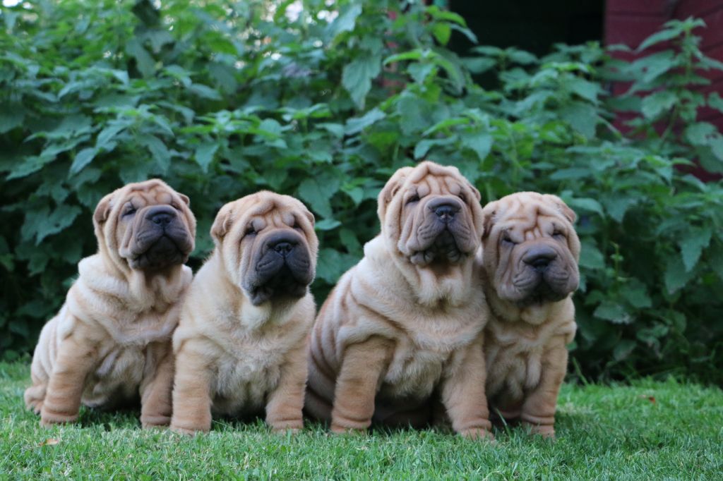 chiot Shar Pei du grain de beauté