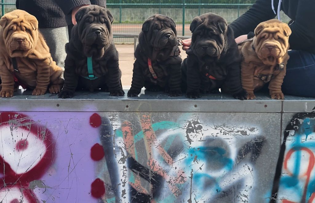 chiot Shar Pei du grain de beauté