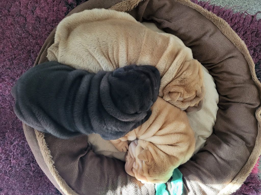 chiot Shar Pei du grain de beauté