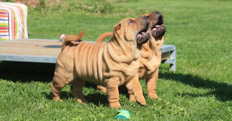 chiot Shar Pei du grain de beauté