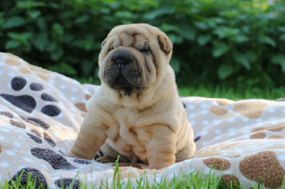 du grain de beauté - Shar Pei - Portée née le 26/09/2024