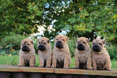 du grain de beauté - Shar Pei - Portée née le 04/10/2023