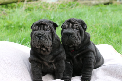 du grain de beauté - Shar Pei - Portée née le 24/02/2023