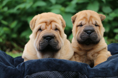 du grain de beauté - Shar Pei - Portée née le 17/06/2023