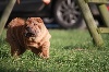 Jinkgo petite feuille du Grain de Beauté 