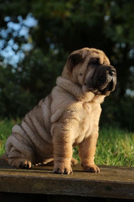 Un vrai délice cette Lulu du Grain de Beauté 