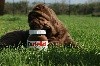 Nutella du Grain de Beauté 