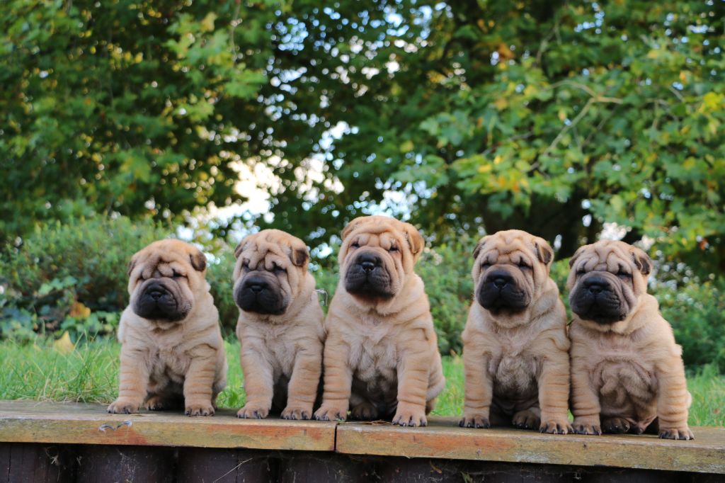 chiot Shar Pei du grain de beauté