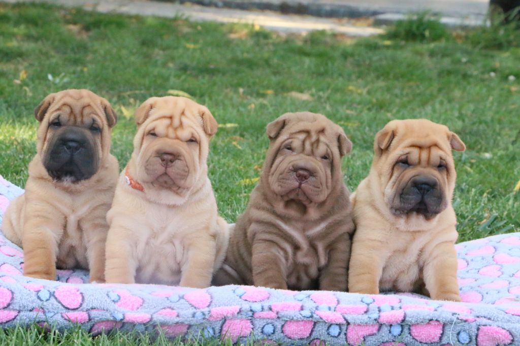 chiot Shar Pei du grain de beauté