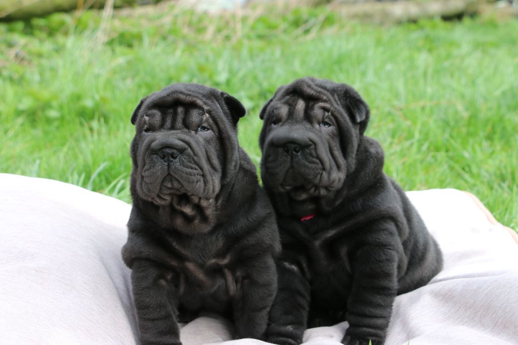 chiot Shar Pei du grain de beauté