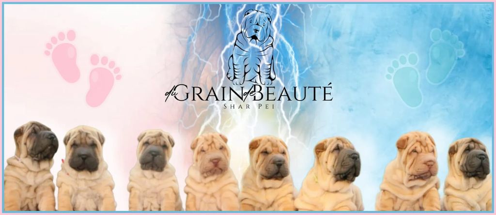 chiot Shar Pei du grain de beauté