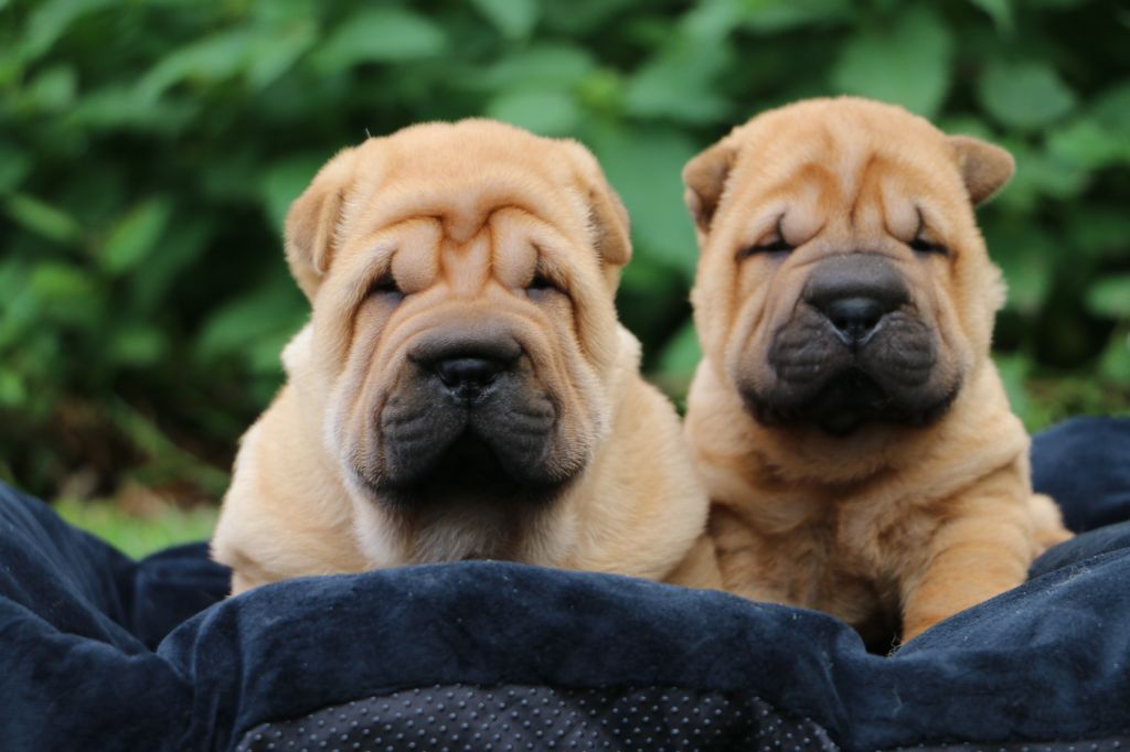 chiot Shar Pei du grain de beauté