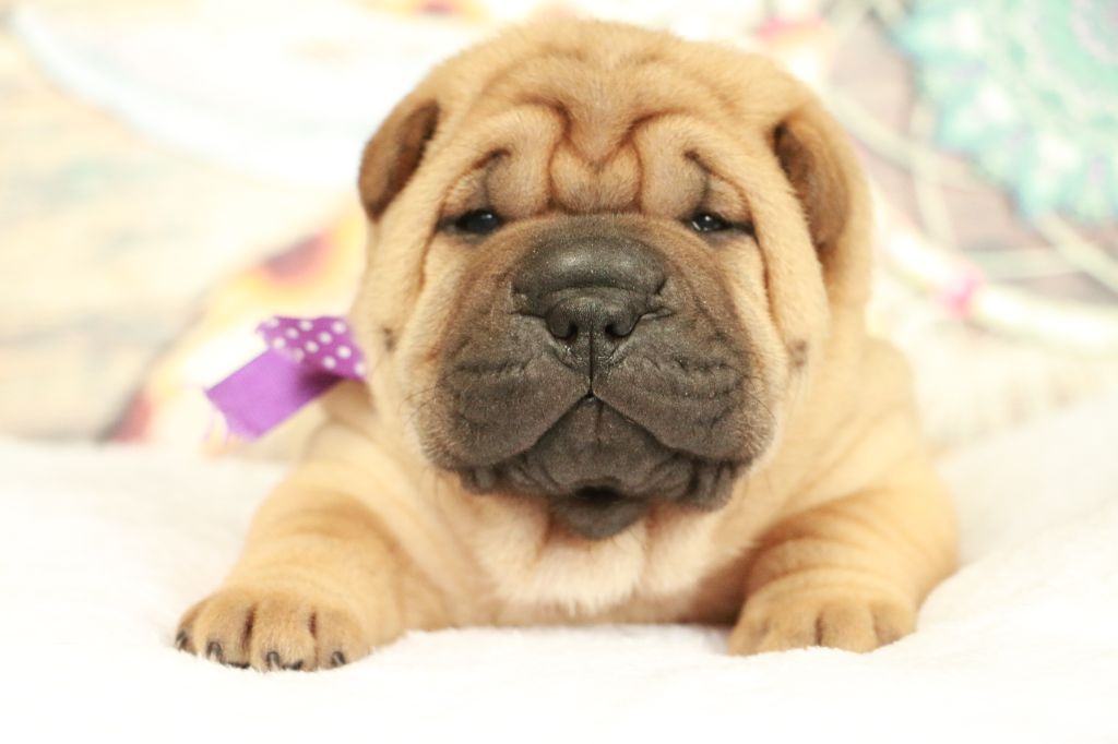 du grain de beauté - Chiots disponibles - Shar Pei