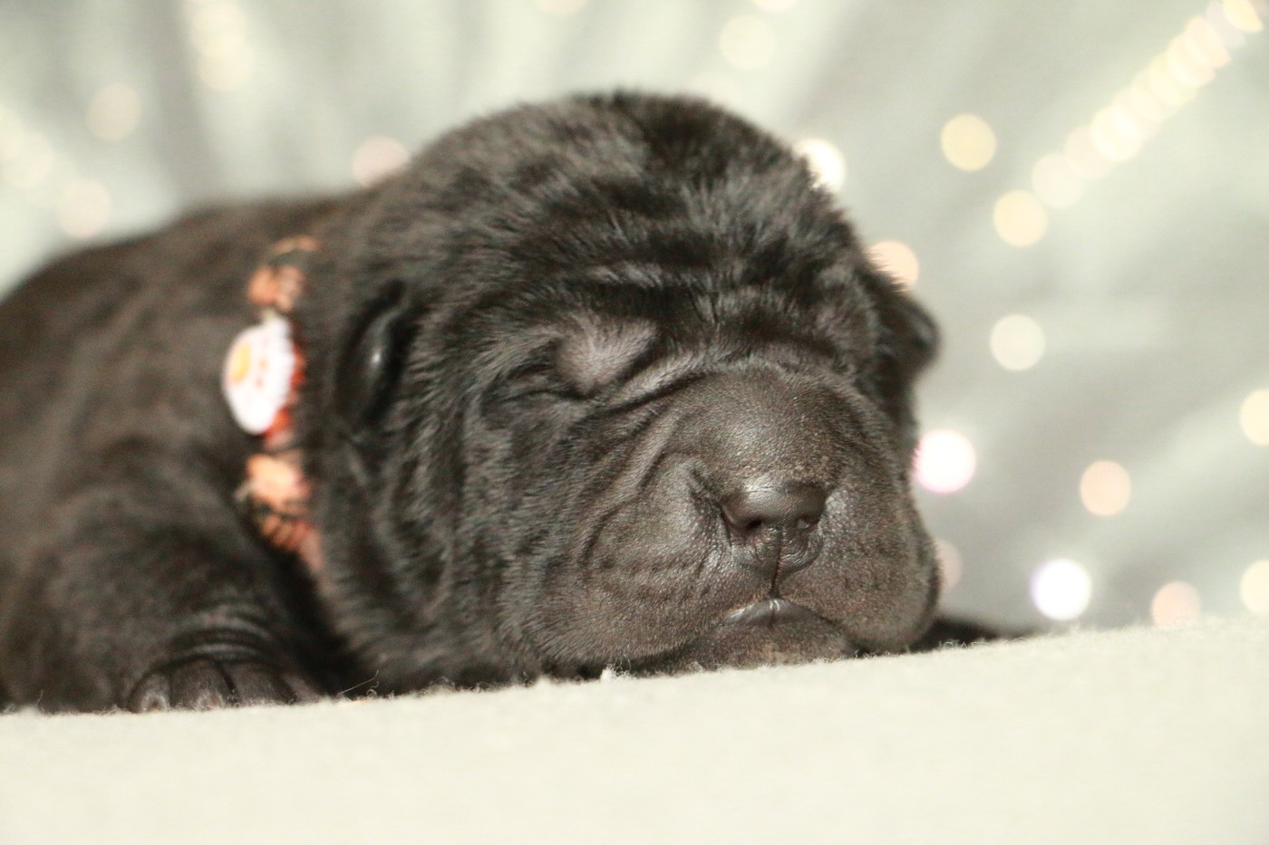 du grain de beauté - Chiots disponibles - Shar Pei