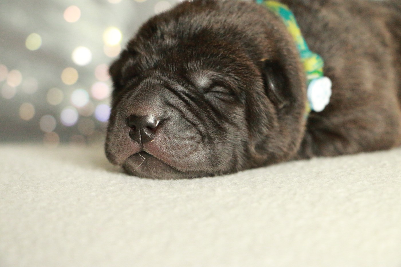 du grain de beauté - Chiots disponibles - Shar Pei