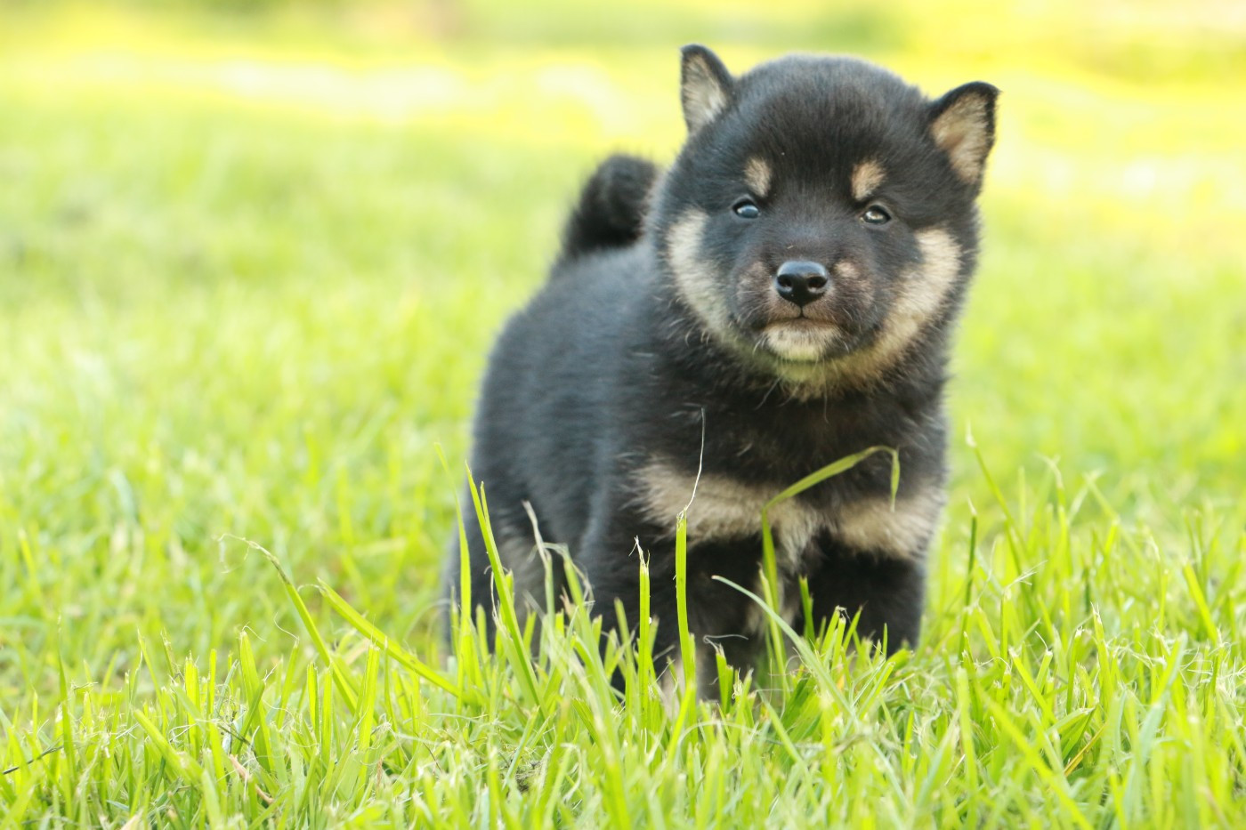 du grain de beauté - Chiots disponibles - Shiba