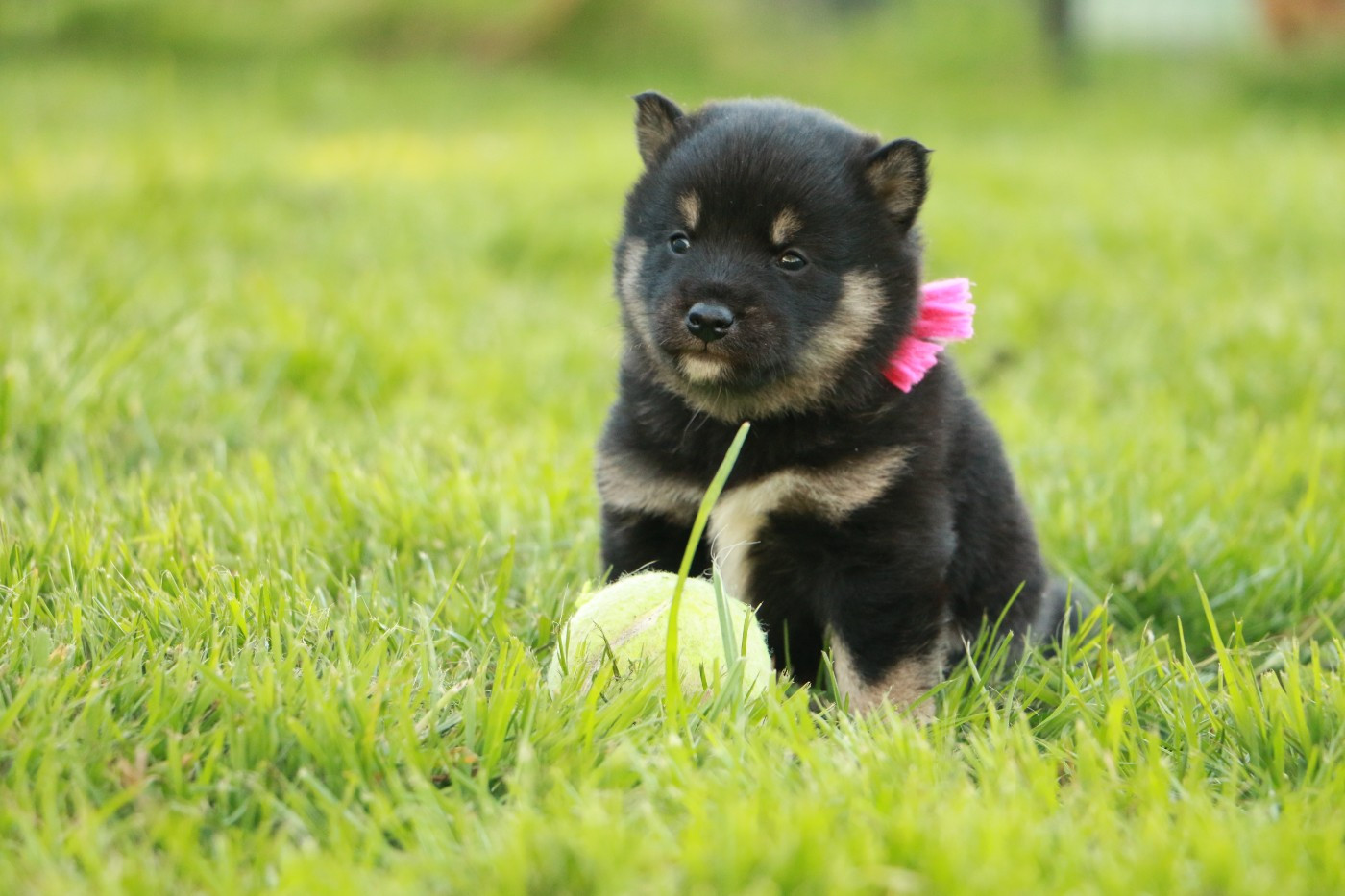 du grain de beauté - Chiots disponibles - Shiba