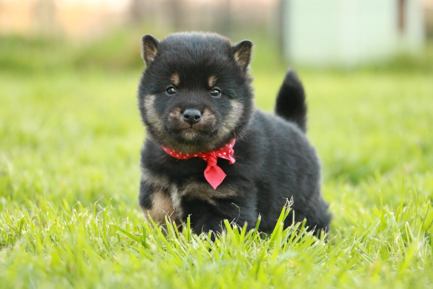du grain de beauté - Chiots disponibles - Shiba