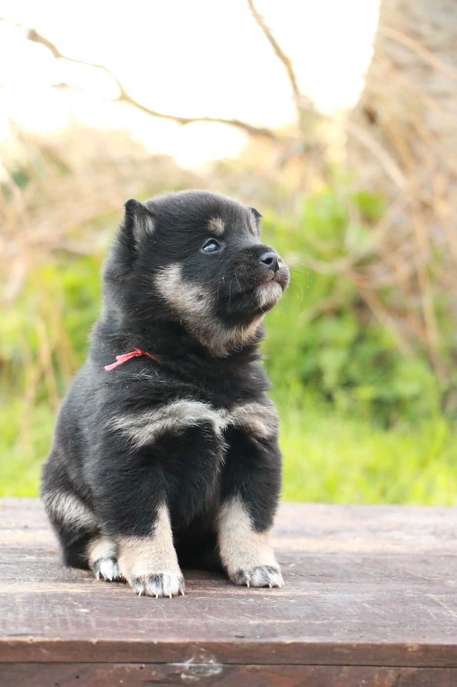 du grain de beauté - Chiots disponibles - Shiba