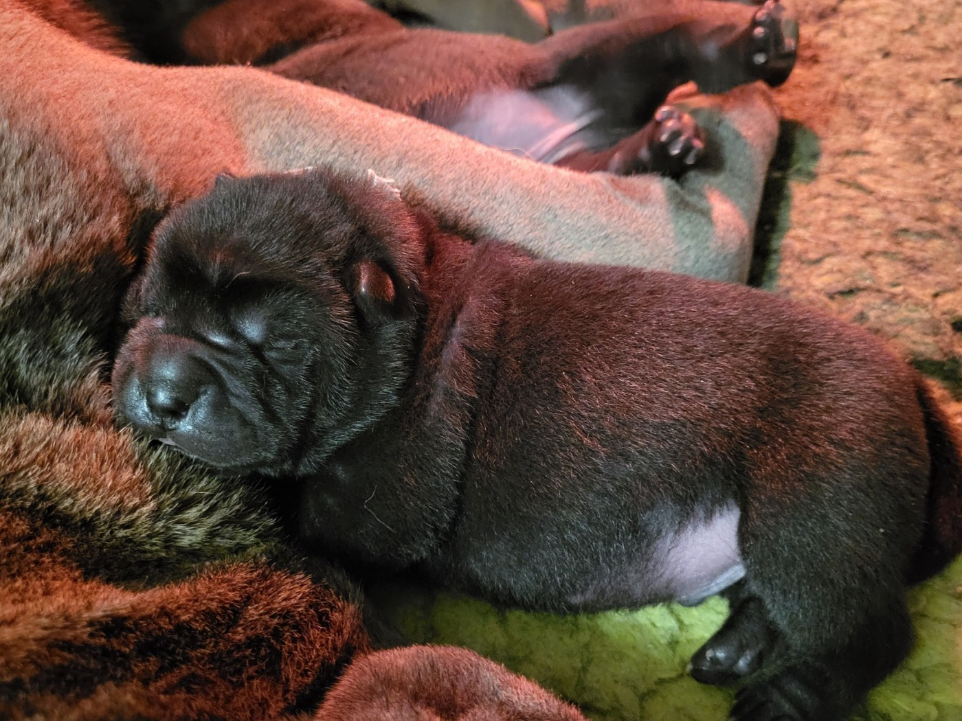 du grain de beauté - Shar Pei - Portée née le 08/03/2026