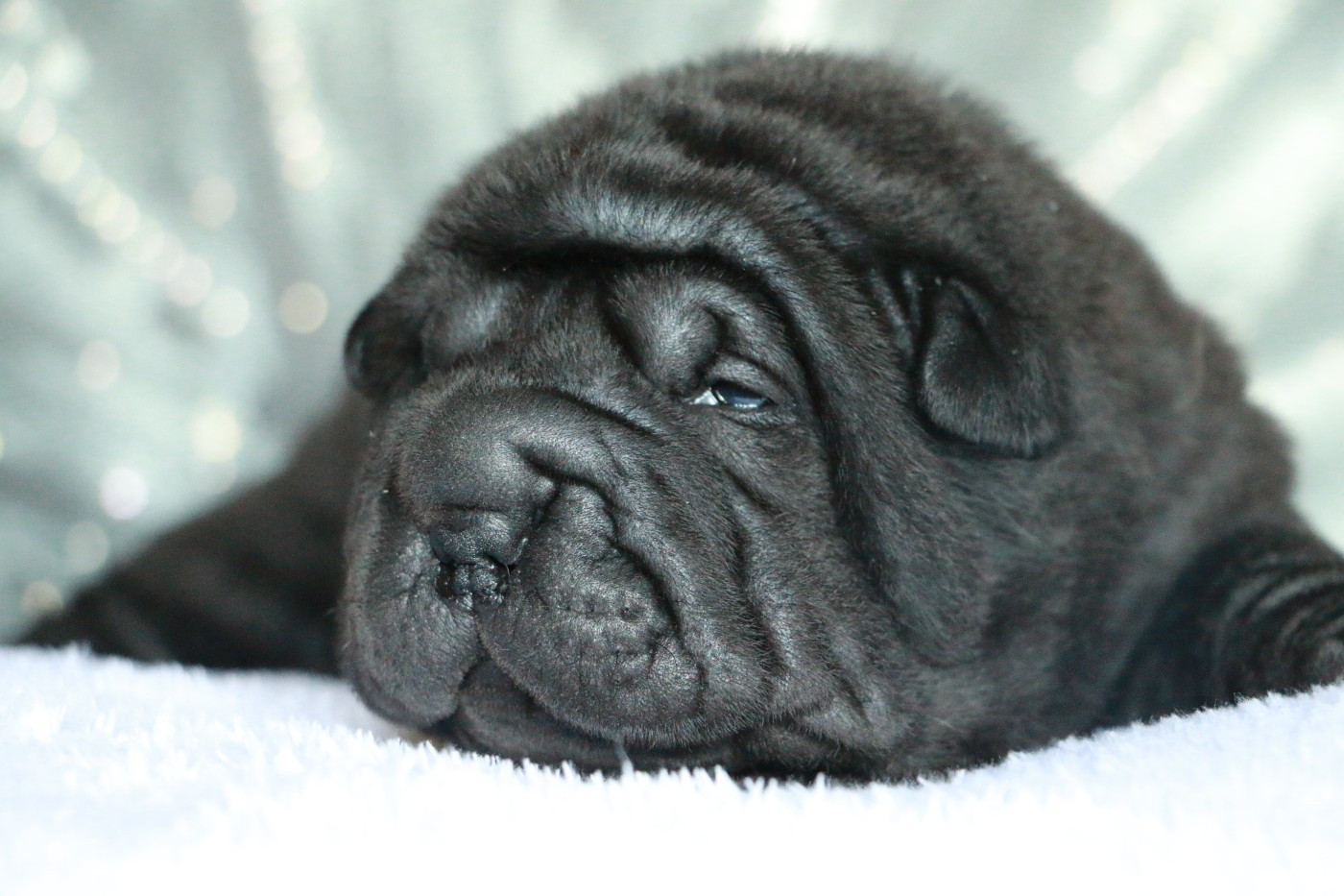 du grain de beauté - Chiots disponibles - Shar Pei