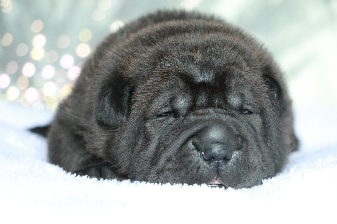 du grain de beauté - Chiots disponibles - Shar Pei
