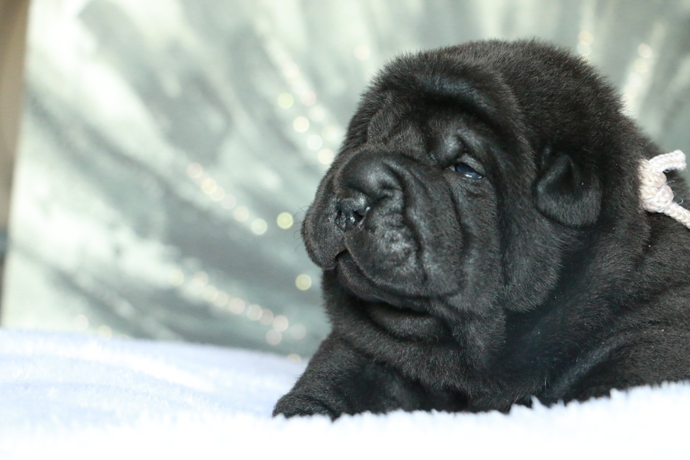 du grain de beauté - Chiots disponibles - Shar Pei