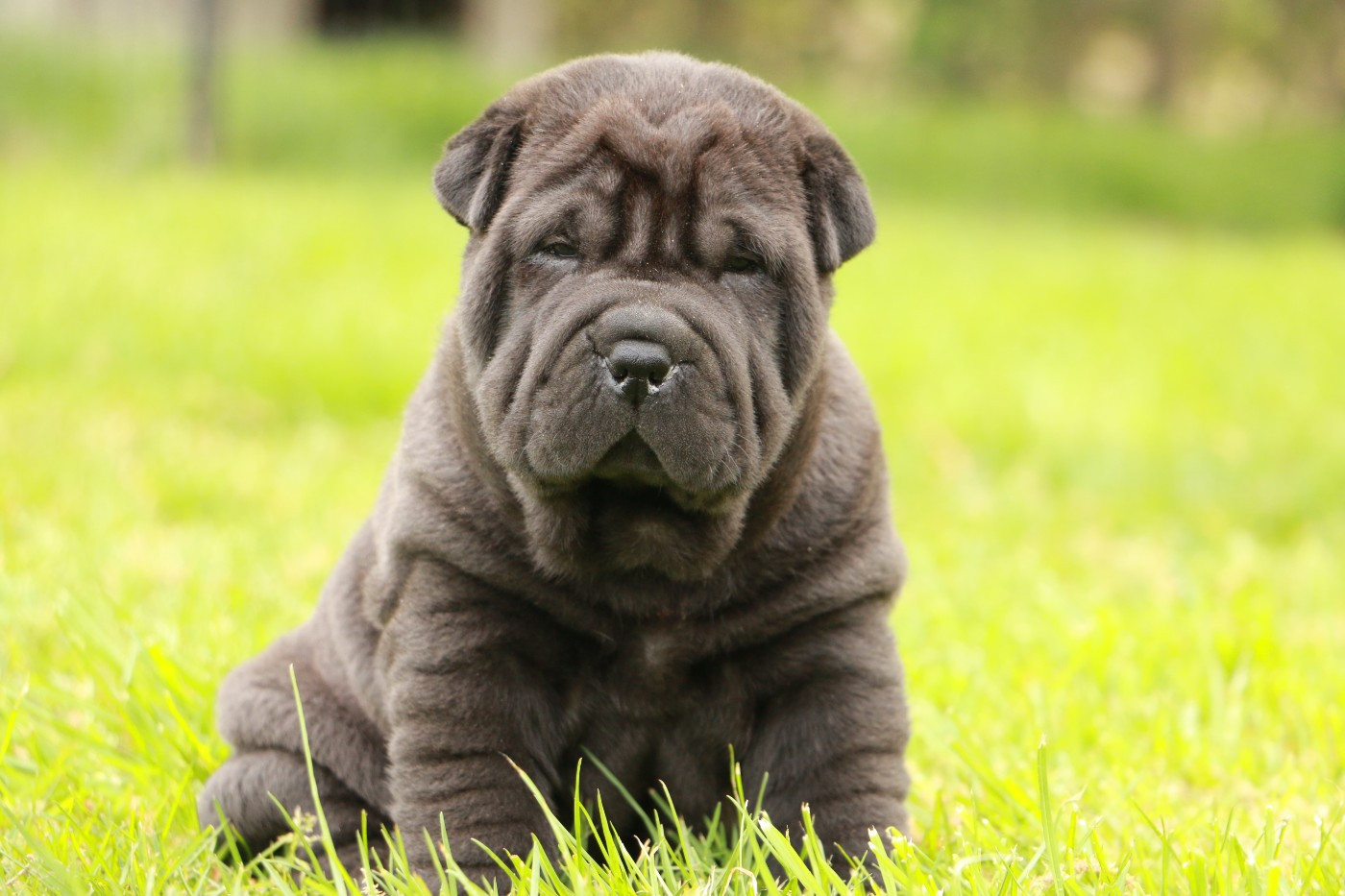 du grain de beauté - Chiots disponibles - Shar Pei