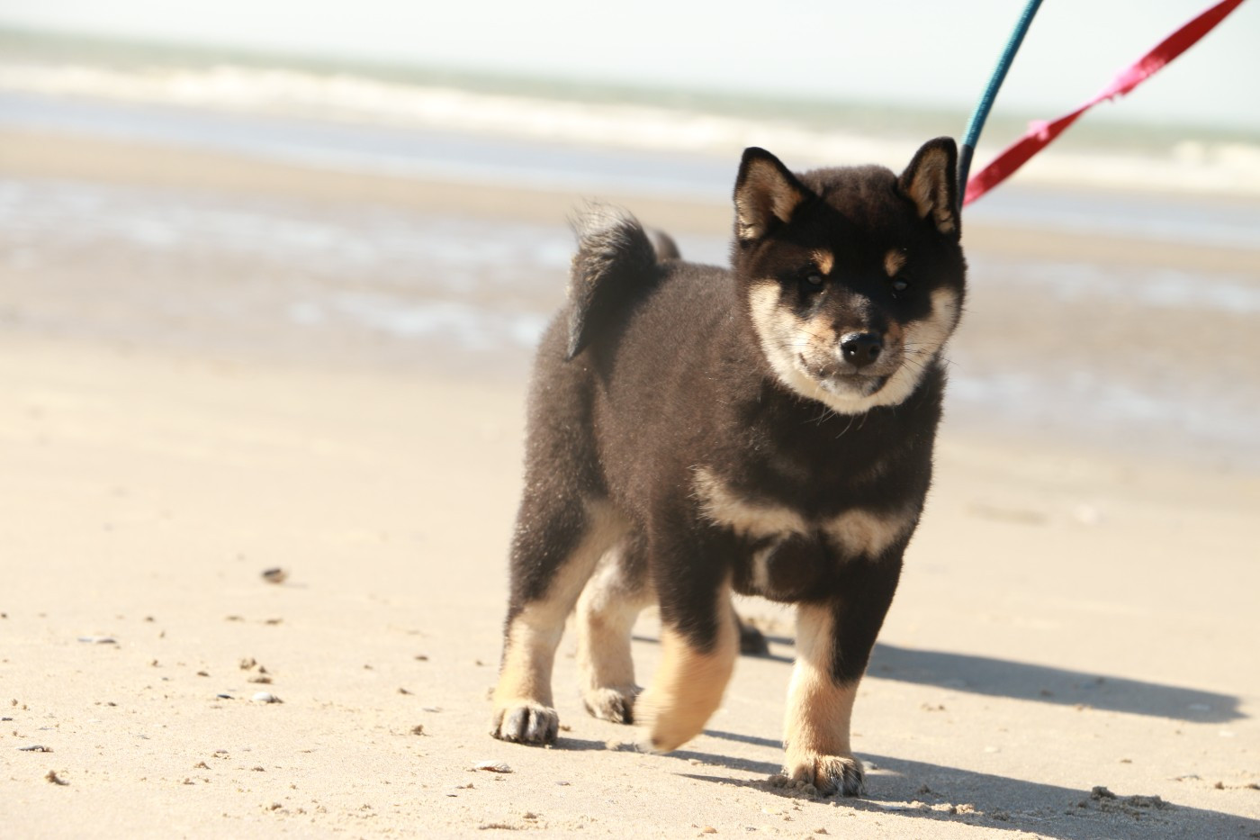 du grain de beauté - Chiots disponibles - Shiba