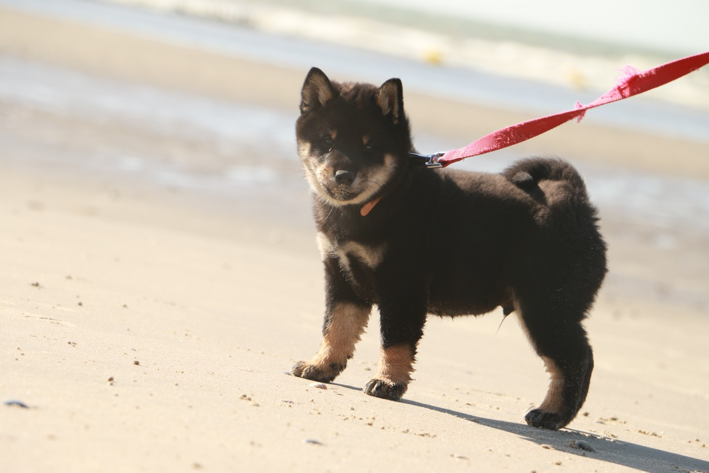du grain de beauté - Chiots disponibles - Shiba