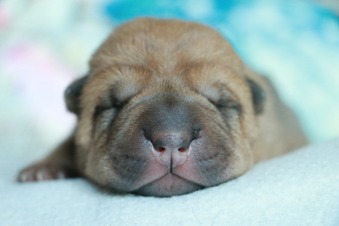 du grain de beauté - Chiots disponibles - Shar Pei