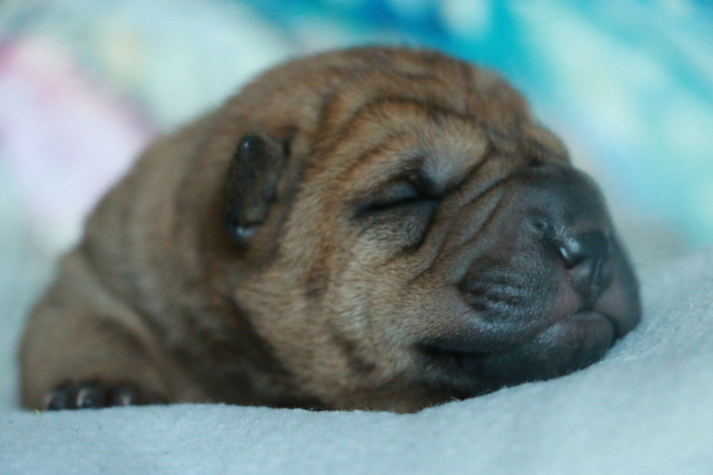 du grain de beauté - Chiots disponibles - Shar Pei