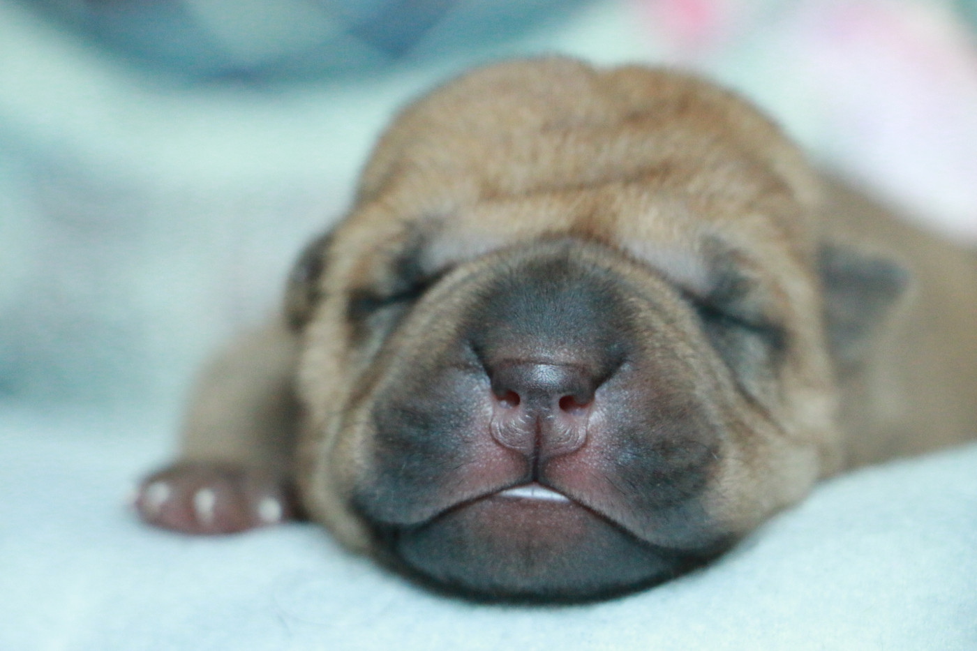 du grain de beauté - Chiots disponibles - Shar Pei