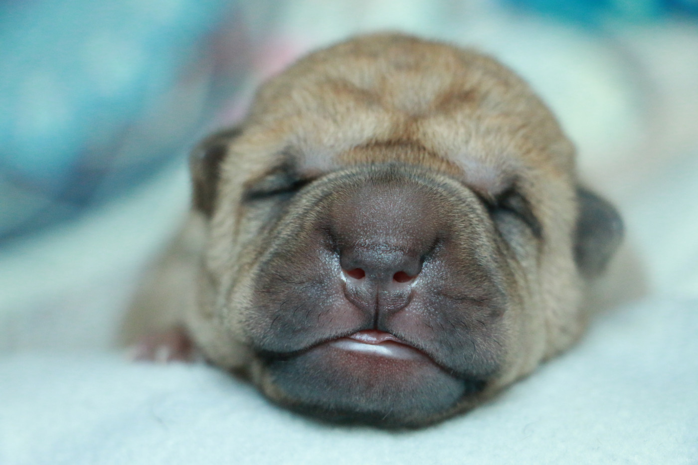du grain de beauté - Chiots disponibles - Shar Pei