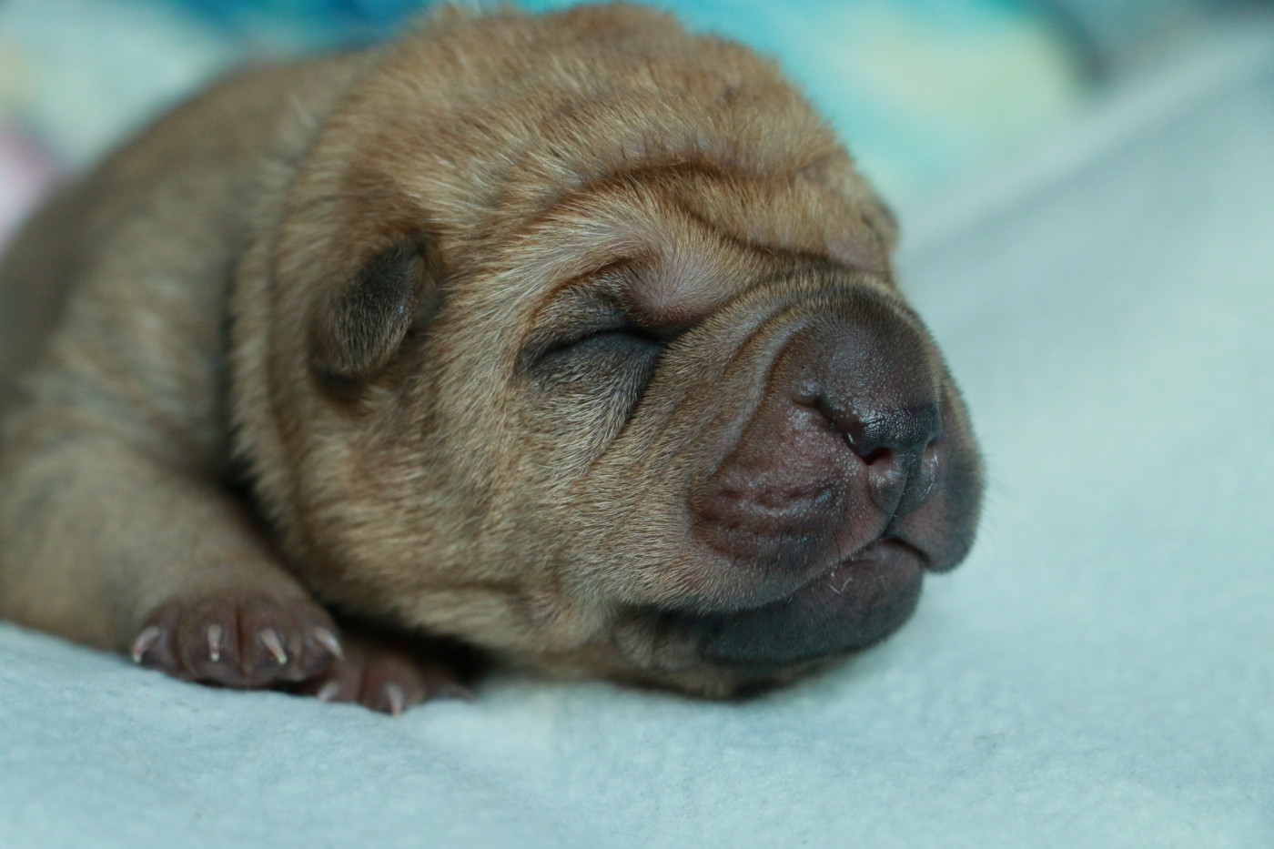 du grain de beauté - Chiots disponibles - Shar Pei