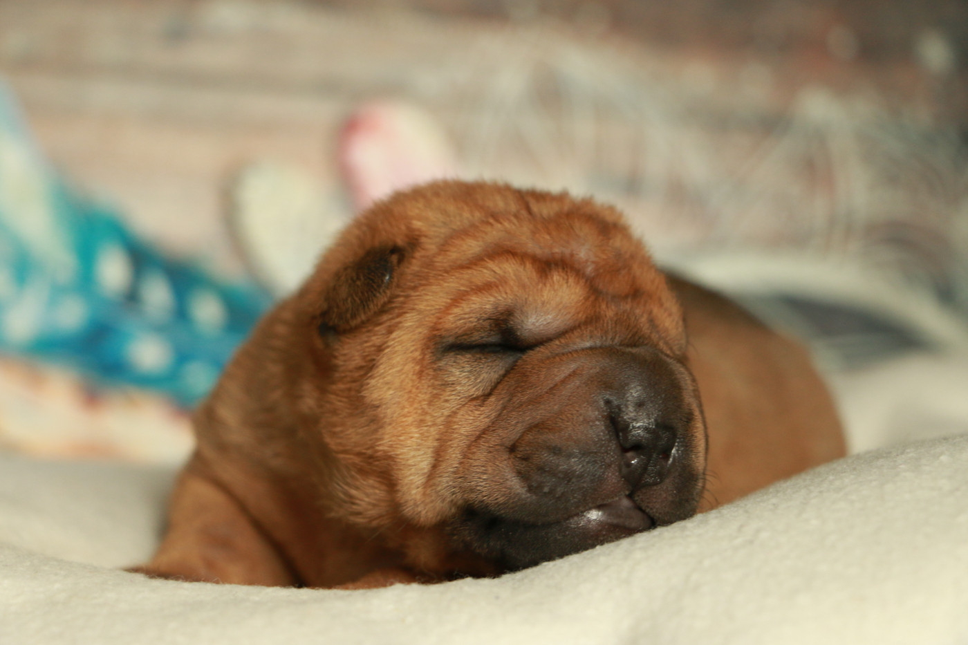 du grain de beauté - Chiots disponibles - Shar Pei