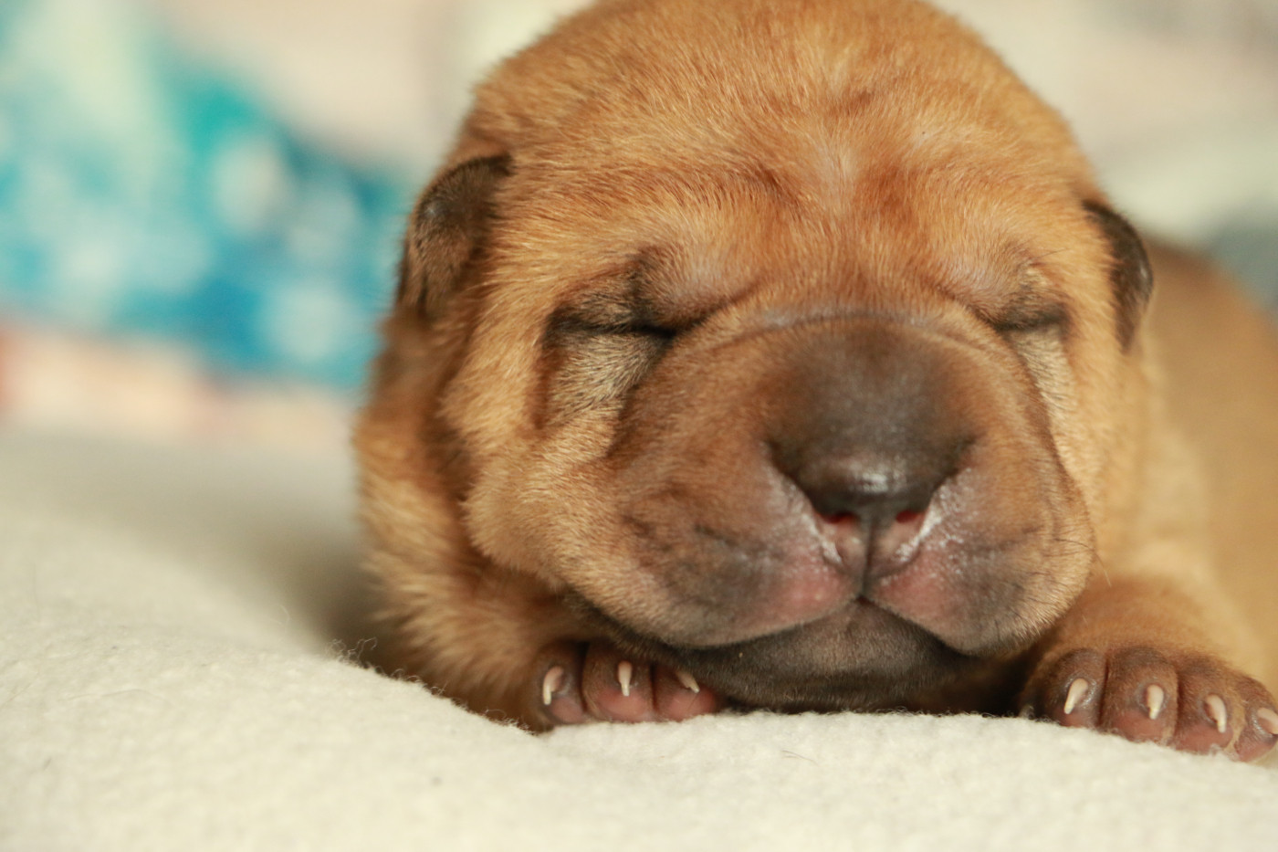 du grain de beauté - Chiots disponibles - Shar Pei