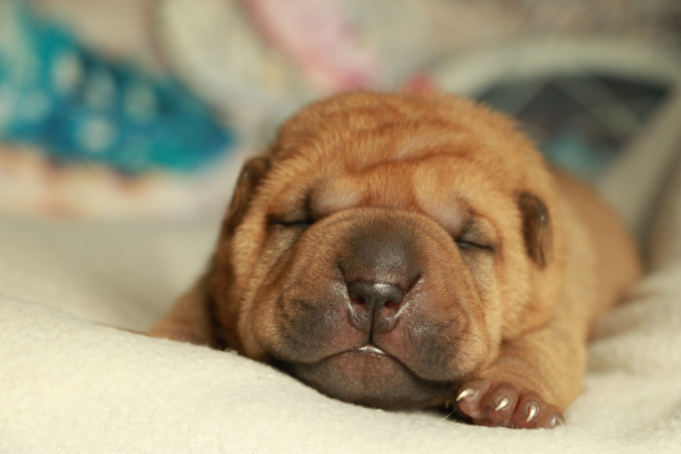 du grain de beauté - Chiots disponibles - Shar Pei