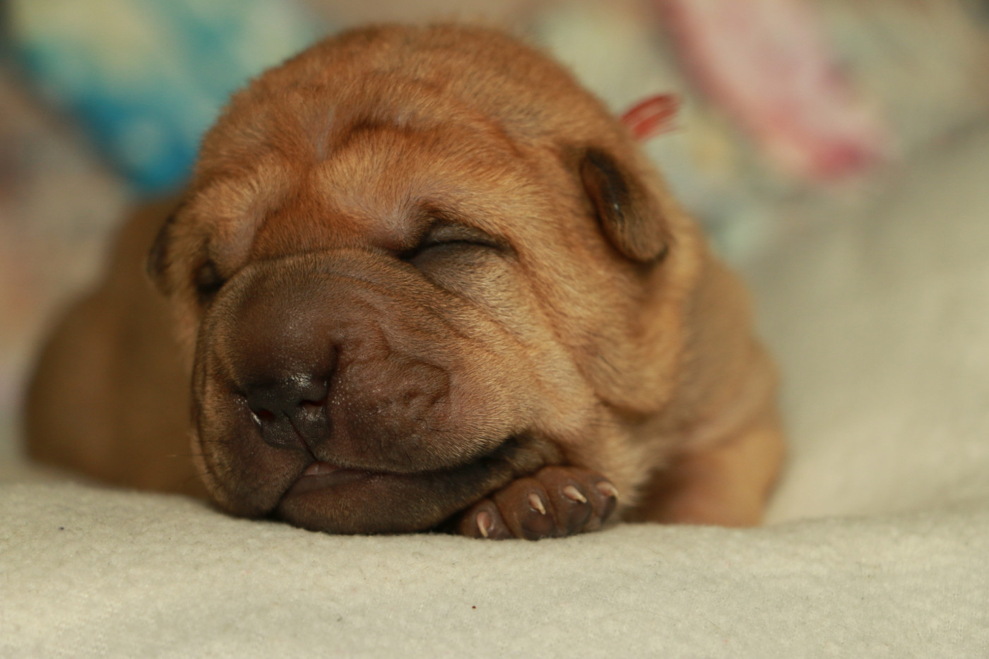du grain de beauté - Chiots disponibles - Shar Pei