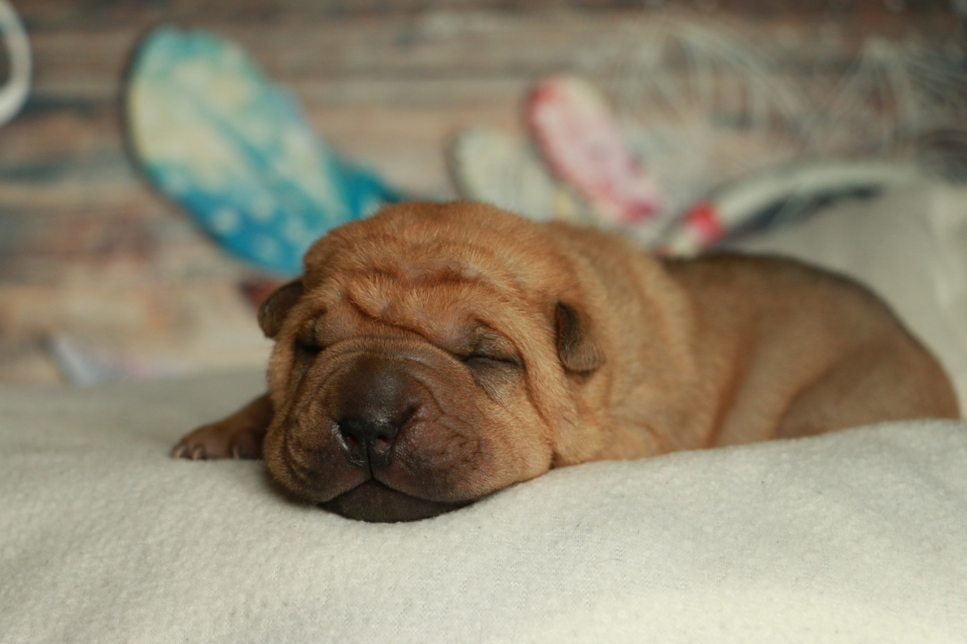 du grain de beauté - Chiots disponibles - Shar Pei